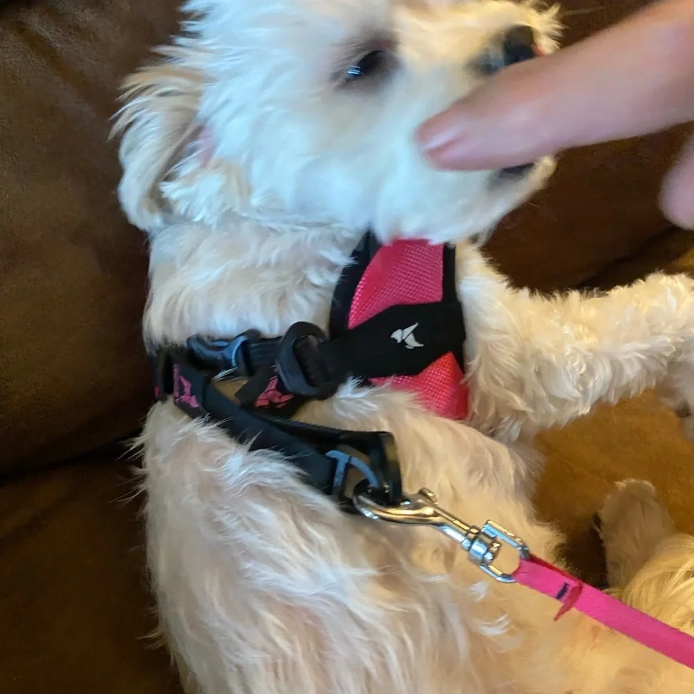 Gooby Pink and Black Dog Harness